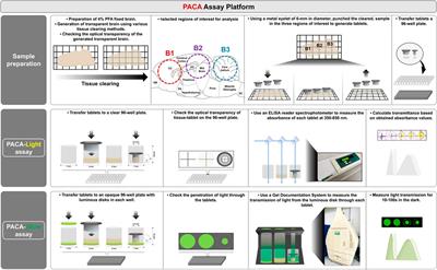 Comparative Analyses of Clearing Efficacies of Tissue Clearing Protocols by Using a Punching Assisted Clarity Analysis